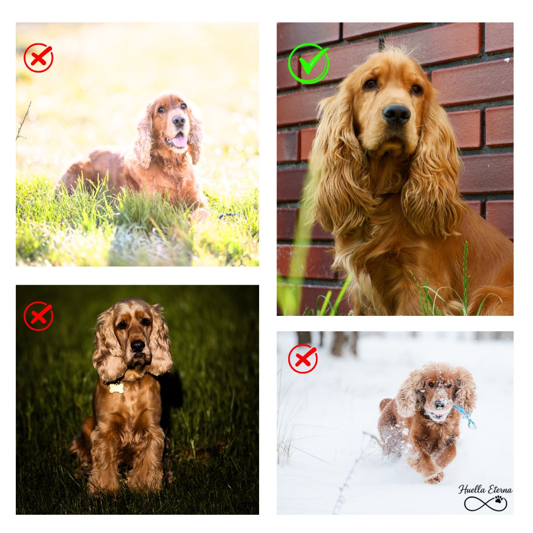 Colgante personalizado con foto proyectada de tu mascota – Diseño en forma de huella